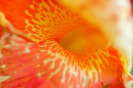 Orange Canna Flower Detail by Anna Miller / Danita Delimont art print