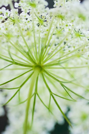 Queen Anne&#39;s Lace Flower 1 by Anna Miller / Danita Delimont art print