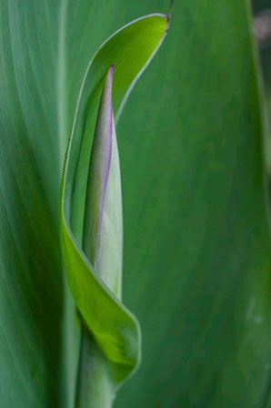 Canna Leaf Bud by Anna Miller / Danita Delimont art print