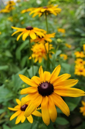 Black-Eyed Susan Flowers by Anna Miller / Danita Delimont art print