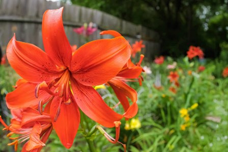 Orange Tiger Lily by Anna Miller / Danita Delimont art print