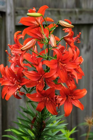 Orange Tiger Lily by Anna Miller / Danita Delimont art print