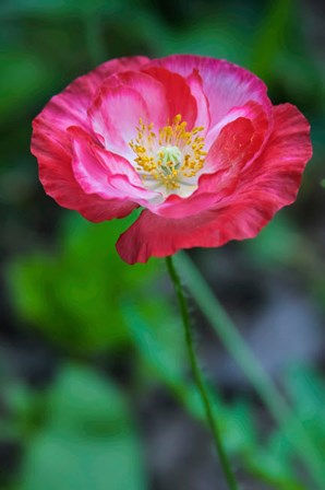 Pink Poppy Flower by Anna Miller / Danita Delimont art print