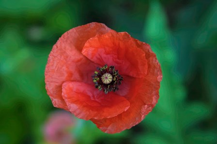 Red Poppy Flower 2 by Anna Miller / Danita Delimont art print