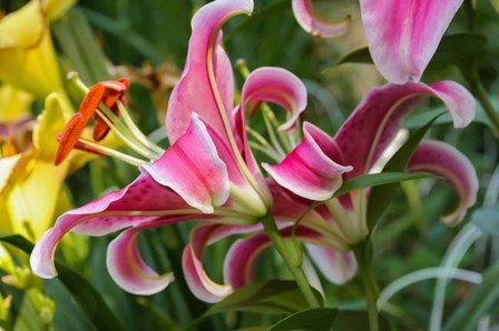 Magenta Stargazer Lily 2 by Anna Miller / Danita Delimont art print