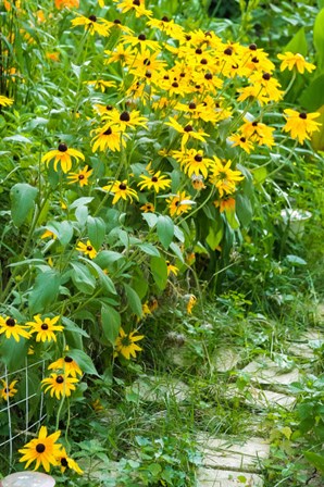 Black-Eyed Susan Flowers 1 by Anna Miller / Danita Delimont art print