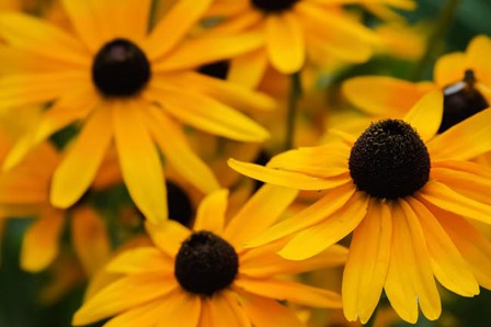 Black-Eyed Susan Flowers 3 by Anna Miller / Danita Delimont art print