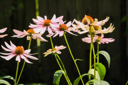 Purple Coneflowers 1 by Anna Miller / Danita Delimont art print