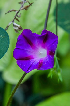 Purple Morning Glory 1 by Anna Miller / Danita Delimont art print