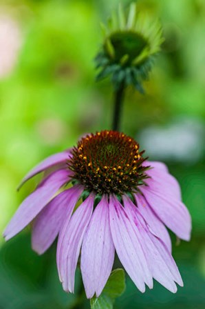 Purple Coneflower by Anna Miller / Danita Delimont art print