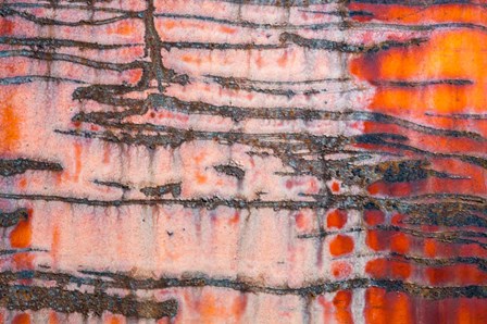 Details Of Rust And Paint On Metal 3 by Zandria Muench Beraldo / Danita Delimont art print