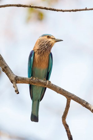 India, Madhya Pradesh, Bandhavgarh National Park An Indian Roller Posing On A Tree Branch by Ellen Goff / Danita Delimont art print