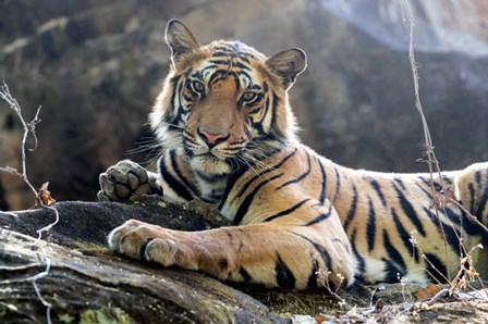 India, Madhya Pradesh, Bandhavgarh National Park A Young Bengal Tiger Resting On A Cool Rock by Ellen Goff / Danita Delimont art print