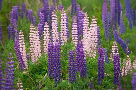 New Zealand, South Island Lupine Flower Scenic by Jaynes Gallery / Danita Delimont art print