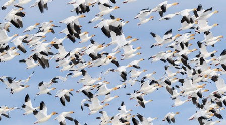 British Columbia Reifel Bird Sanctuary, Snow Geese Flock In Flight by Yuri Choufour / DanitaDelimont art print