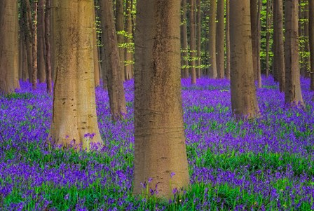 Europe, Belgium Hallerbos Forest With Trees And Bluebells by Jaynes Gallery / Danita Delimont art print