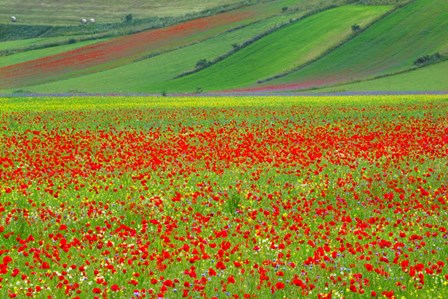 Europe, Italy, Castellucio Piano Grande Field Of Flowers by Jaynes Gallery / Danita Delimont art print