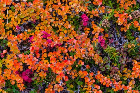 Greenland, Eqip Sermia Dwarf Birch In Fall Color by Inger Hogstrom / Danita Delimont art print