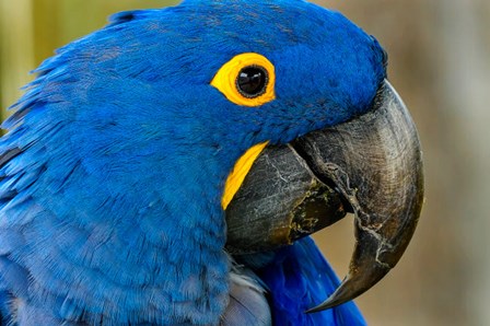 Blue Hyacinth Macaw, Anodorhynchus Hyacinthinus by William Perry / Danita Delimont art print