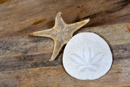 Sand Dollar And Starfish Still-Life by Savanah Plank / DanitaDelimont art print