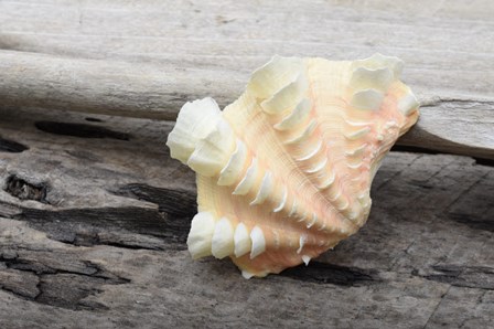 Ruffled Clam Shell - Tridacna Squamosa by Savanah Plank / DanitaDelimont art print