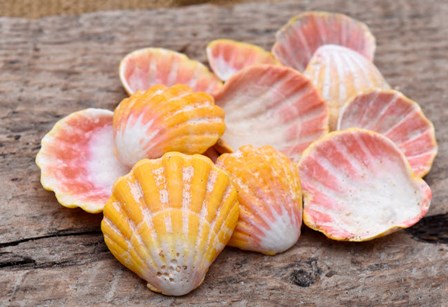 Hawaiian Sunrise Shells by Savanah Plank / DanitaDelimont art print