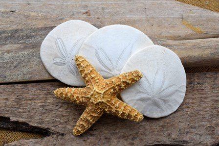 Sand Dollar And Starfish Still-Life by Savanah Plank / DanitaDelimont art print