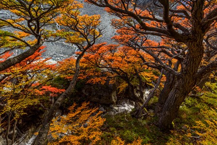 Argentina, Los Glaciares National Park Lenga Beech Trees In Fall by Yuri Choufour / DanitaDelimont art print