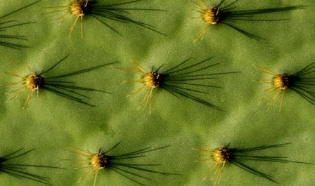 Ecuador, Galapagos Islands Opuntia Cactus Quill Details And Shadows by Yuri Choufour / DanitaDelimont art print