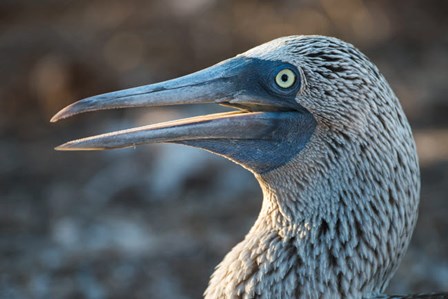 Galapagos Islands, North Seymour Island Blue-Footed Booby Portrait by Yuri Choufour / DanitaDelimont art print