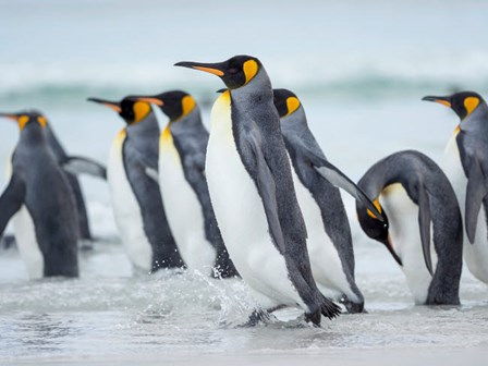 King Penguin On Falkland Islands 2 by Martin Zwick / Danita Delimont art print