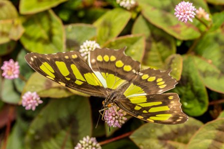 Costa Rica, La Paz River Valley Captive Butterfly In La Paz Waterfall Garden by Jaynes Gallery / Danita Delimont art print