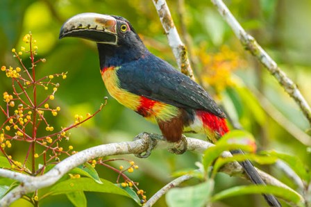 Costa Rica, La Selva Biological Station Collared Aricari On Limb by Jaynes Gallery / Danita Delimont art print