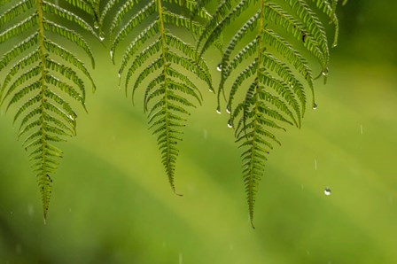 Costa Rica, Sarapique River Valley Fern In Rain by Jaynes Gallery / Danita Delimont art print