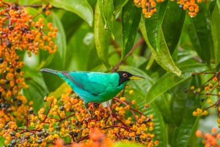 Costa Rica, Arenal Green Honeycreeper And Berries by Jaynes Gallery / Danita Delimont art print