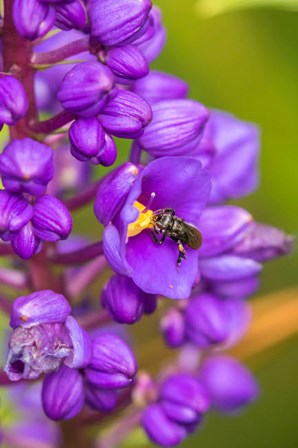 Costa Rica, Arenal Insect On Blossom by Jaynes Gallery / Danita Delimont art print