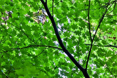 Looking Up Into Vine Maple, Stout Grove, Jedediah Smith Redwoods State Park, Northern California by Darrell Gulin / Danita Delimont art print