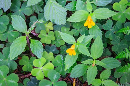 Monkey Flowers Growing Wild In Redwood National Park by Mallorie Ostrowitz / DanitaDelimont art print