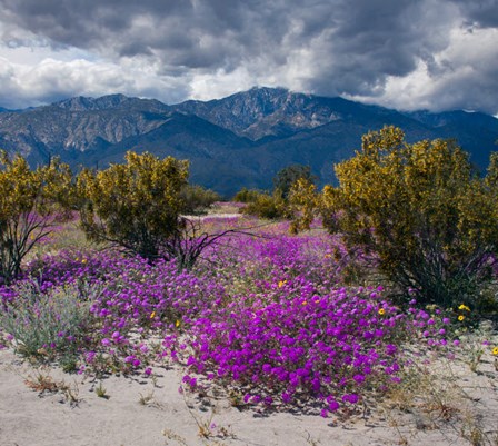 Wildflowers In Spring, Coachella Valle by Zandria Muench Beraldo / Danita Delimont art print