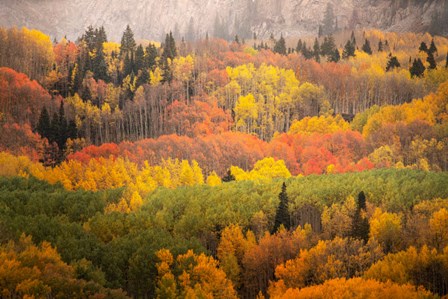 Colorado, Gunnison National Forest, Forest In Autumn Colors by Jaynes Gallery / Danita Delimont art print