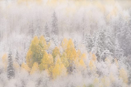Colorado, San Juan Mountains, Freshly Falling Snow On Aspen Forest by Jaynes Gallery / Danita Delimont art print