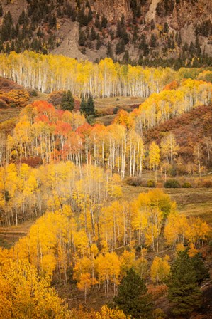 Colorado, San Juan Mountains, Autumn-Colored Aspen Forest On Mountain Slope by Jaynes Gallery / Danita Delimont art print