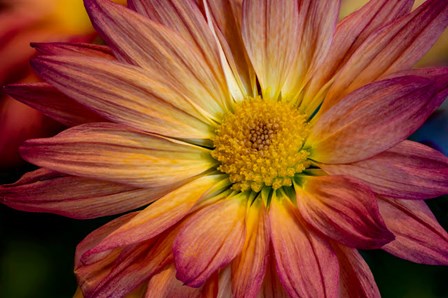 Colorado, Fort Collins, Daisy Flower Close-Up 1 by Jaynes Gallery / Danita Delimont art print