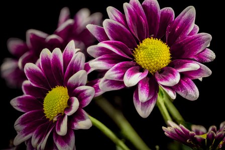 Colorado, Fort Collins, Orinoco Daisies Close-Up by Jaynes Gallery / Danita Delimont art print