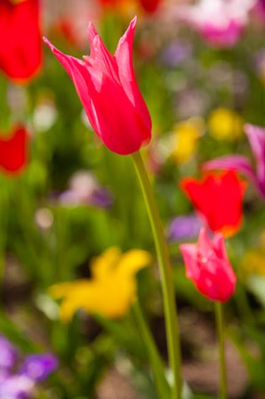 Spring Flowers On Pearl Street, Colorado by Kristin Piljay / Danita Delimont art print