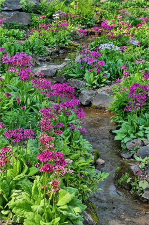 Marsh Primrose Along Small Stream, Winterthur Gardens, New Castle County, Delaware by Darrell Gulin / Danita Delimont art print