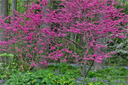 Redbud Tree In Full Bloom, Mt, Cuba Center, Hockessin, Delaware by Darrell Gulin / Danita Delimont art print