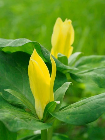 Yellow Trillium, Trillium Erectum, Growing In A Wildflower Garden by Julie Eggers / Danita Delimont art print