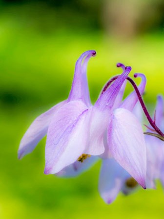 Close-Up Of A Columbine Flower, &#39;Aquilegia&#39; by Julie Eggers / Danita Delimont art print