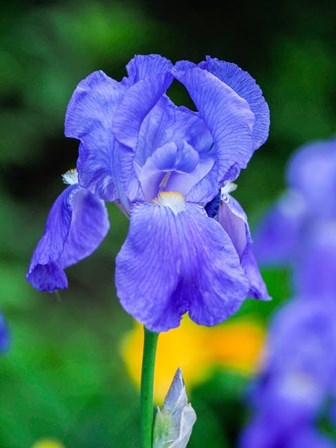 Delaware, Close-Up Of A Blue Bearded Iris by Julie Eggers / Danita Delimont art print